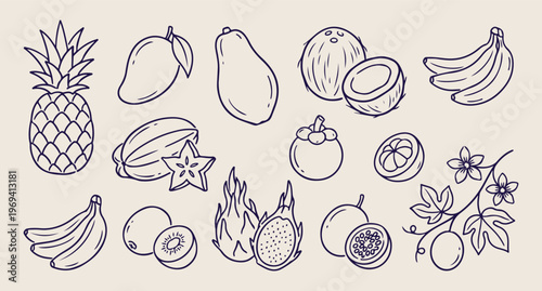 Tropical exotic fruits, mango and coconut vector, mangosteen line art, dragon fruit pattern, healthy food background, summer fruit wallpaper, organic fruit illustration
