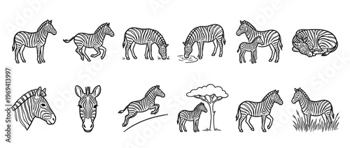 Collection of black and white outline drawings depicting various zebras in different poses and activities, rendered in a simple cartoon style