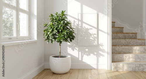Sunlit room corner featuring Ficus lyrata in circular white container near staircase
