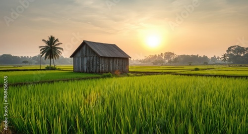 Weathered wooden barn in middle of lush rice paddies under soft afternoon sun