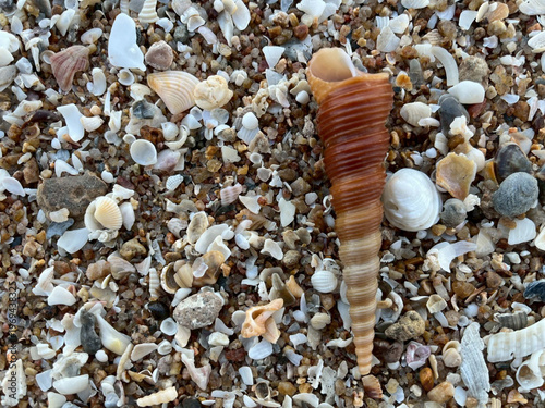 Obraz na plátně seashells on the beach
