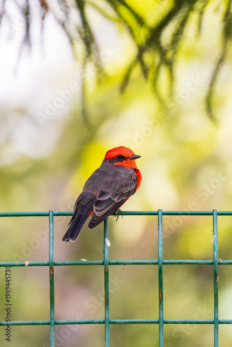 Vermilion flycatcher perched on a fence