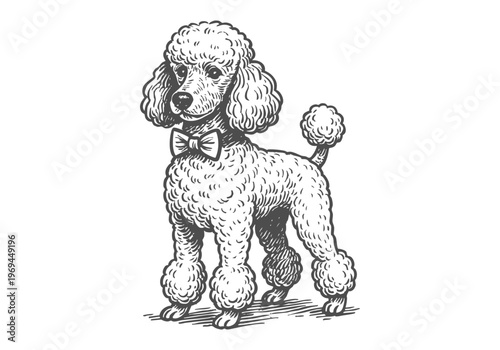 Poodle Dog hand drawn simple sketch vector illustration