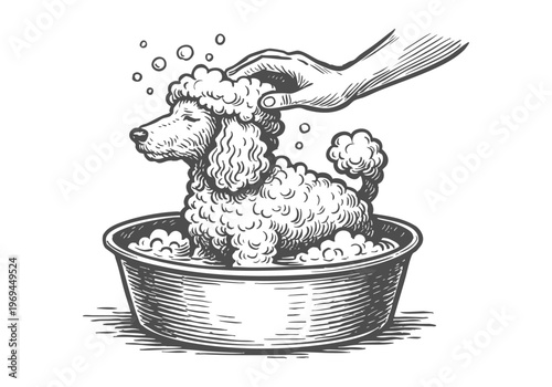 Poodle Dog hand drawn simple sketch vector illustration