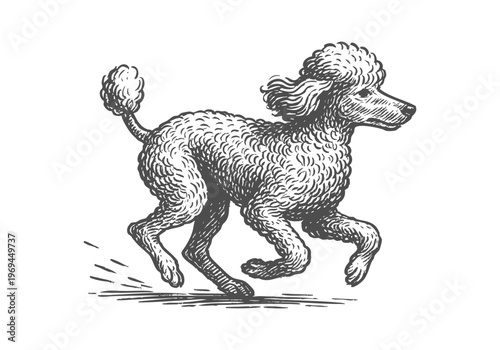 Poodle Dog hand drawn simple sketch vector illustration