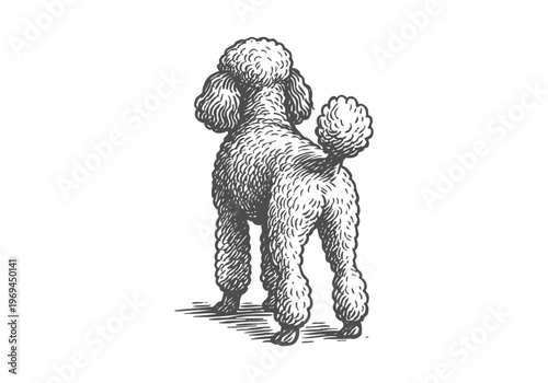 Poodle Dog hand drawn simple sketch vector illustration