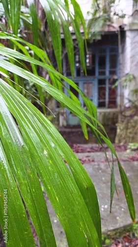 Green tropical palm leaves in foreground with water drops, blurring into a weathered blue window and old architecture in the background on a rainy day