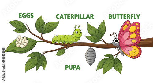 Butterfly Life Cycle Stages Illustration from Eggs to Caterpillar to Butterfly for Education and Nature Graphics