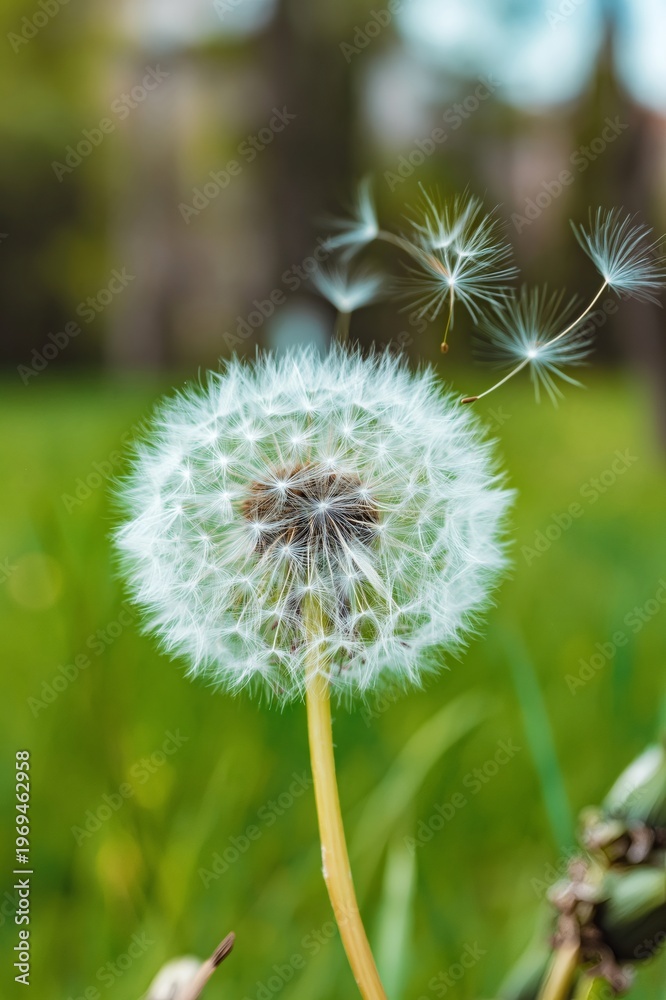 Fototapeta premium Dandelion seed head releasing seeds on green grass