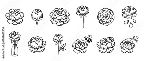 Collection of hand-drawn black outline peony flowers and buds in various stages of bloom, with some featuring petals, a bee, or a ladybug