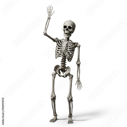 Full Human Skeleton Waving on White Background Studio Shot
