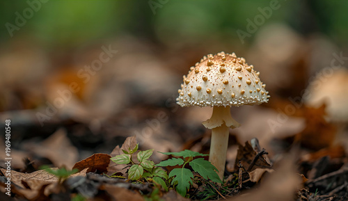 A mushroom with a cream-colored cap covered in small, tan bumps stands in a forest floor of brown leaves and green plants, evoking a tranquil, autumnal scene.