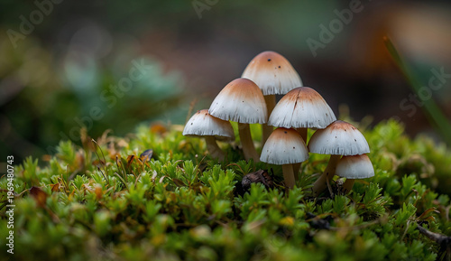 A cluster of small, brown-capped mushrooms with white gills growing amidst vibrant green moss. The background is softly blurred, creating a serene, natural scene.