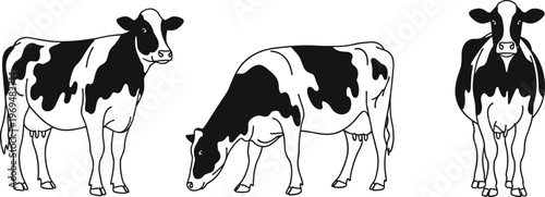 Black and White Cow Illustration Set in Various Poses for Agricultural and Farm Designs