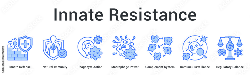 Fototapeta premium Innate resistance banner web icon provides immediate natural defense through phagocytes and surveillance mechanisms balancing responses.
