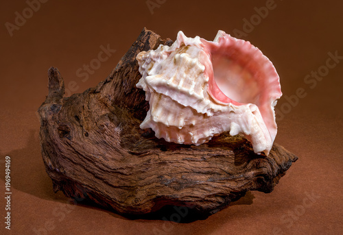 Pink Mouthed Murex shell with driftwood on brown background