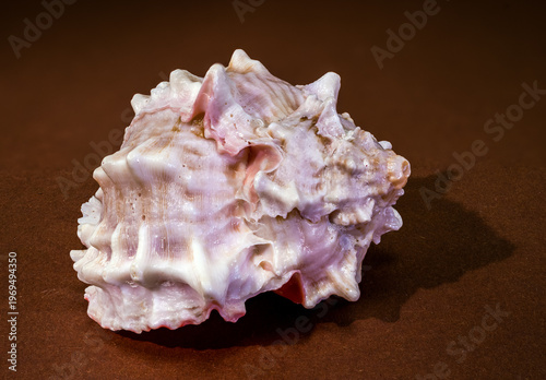 Pink Mouthed Murex seashell Phyllonotus erythrostomus on brown background