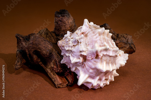 Pink Mouthed Murex shell with driftwood on brown background