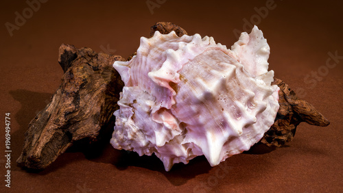 Pink Mouthed Murex shell with driftwood on brown background
