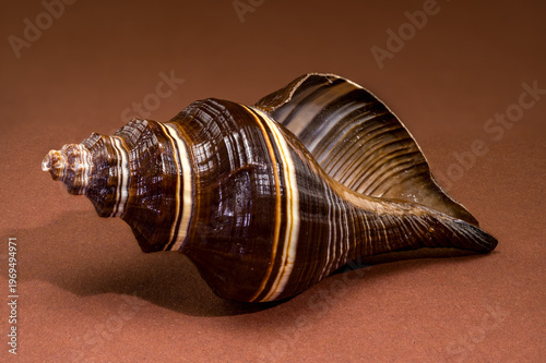 Black Indian Crown Conch seashell on brown background