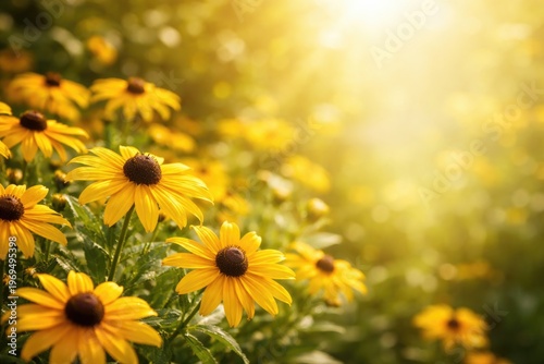 Bright yellow rudbeckia flowers blooming under sunshine with large copy space for birthday card designs