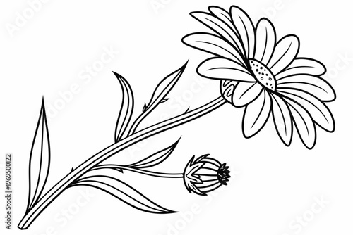 coloring page line art the aster flower black vector
