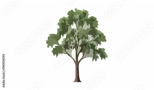 Isolated eucalyptus tree illustration with realistic leaves and trunk on white background botanical vector concept