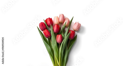 Spring tulip blossoms arranged on white background with room for text or graphics
