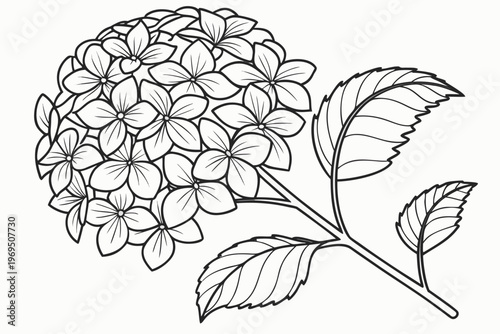 coloring page line art the hydrangea flower black vector