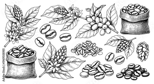 Coffee beans set with burlap bags, leaves, and plants in black line art style featuring illustration, vector, leafy greens with botanical elements,