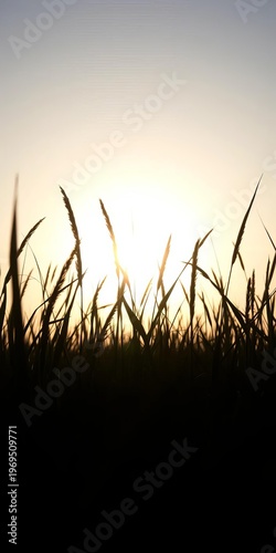 Dark grass shapes against a bright sky, a natural silhouette , sun, dark