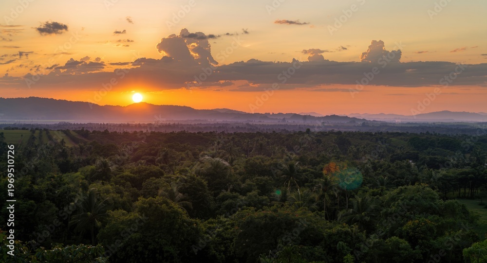 Obraz premium Sunset panorama embracing extensive rows of cocoa trees