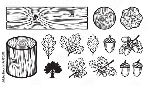 Oak leaves acorns and wood elements vector illustration for nature design