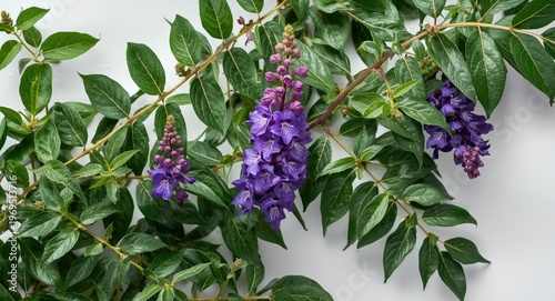 Vibrant purple flowering Vi...