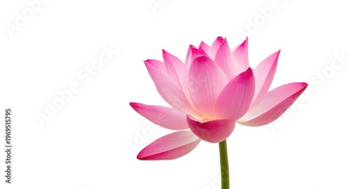 A vibrant pink lotus flower...