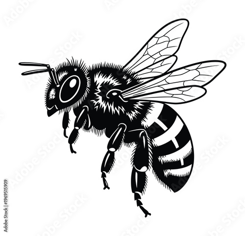 Vector of a bee with striped abdomen and wings
