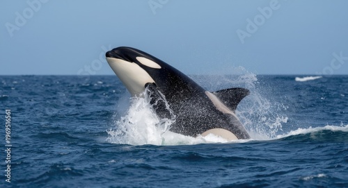 Majestic orca whale breachi...