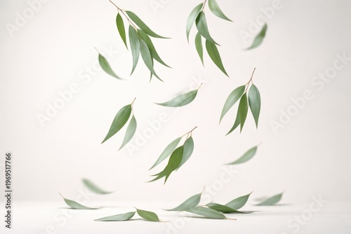 Eucalyptus Leaves Falling A...