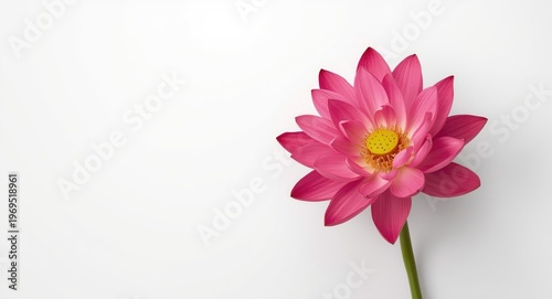 Vivid pink lotus bouquet di...