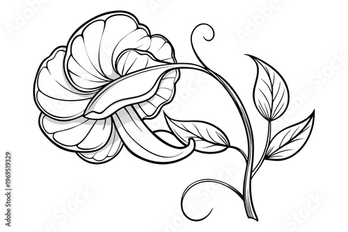 coloring page line art the sweet pea flower black vector