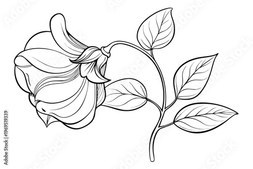 coloring page line art the sweet pea flower black vector