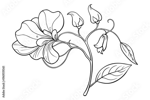 coloring page line art the sweet pea flower black vector