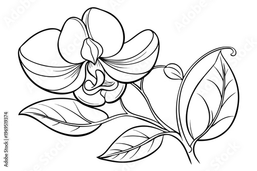 coloring page line art the sweet pea flower black vector