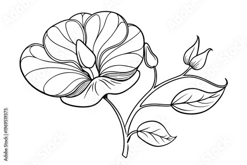 coloring page line art the sweet pea flower black vector