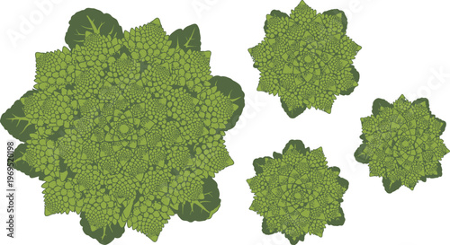 Romanesco broccoli florets exhibit intricate fractal geometric patterns.