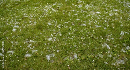 Green meadow with scattered...