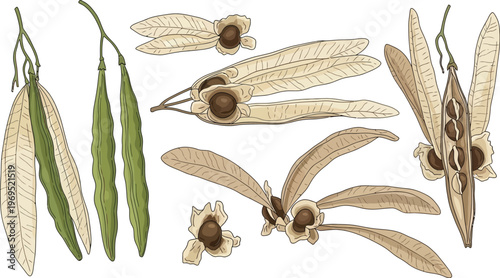 Collection of various dried tree seed pods displaying intricate natural.