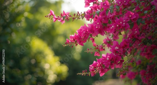 Bold bougainvillea floral s...