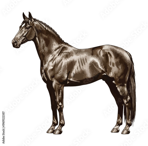 Vector of a sleek thoroughbred horse standing majestically against a white background