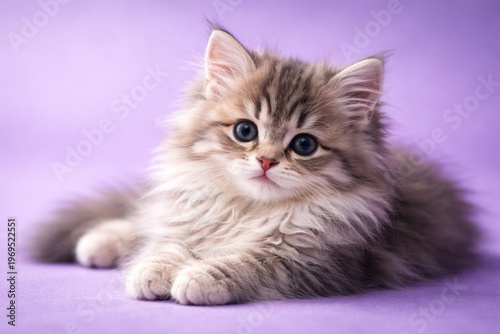Cute long-haired kitten lyi...